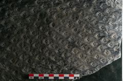 Foto (Detailansicht) von Lepidodendron aculeatum St. (NHMW-GEO-2024-0188-11023)